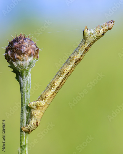 Caterpillar butterfly sits on the grass stalk photo