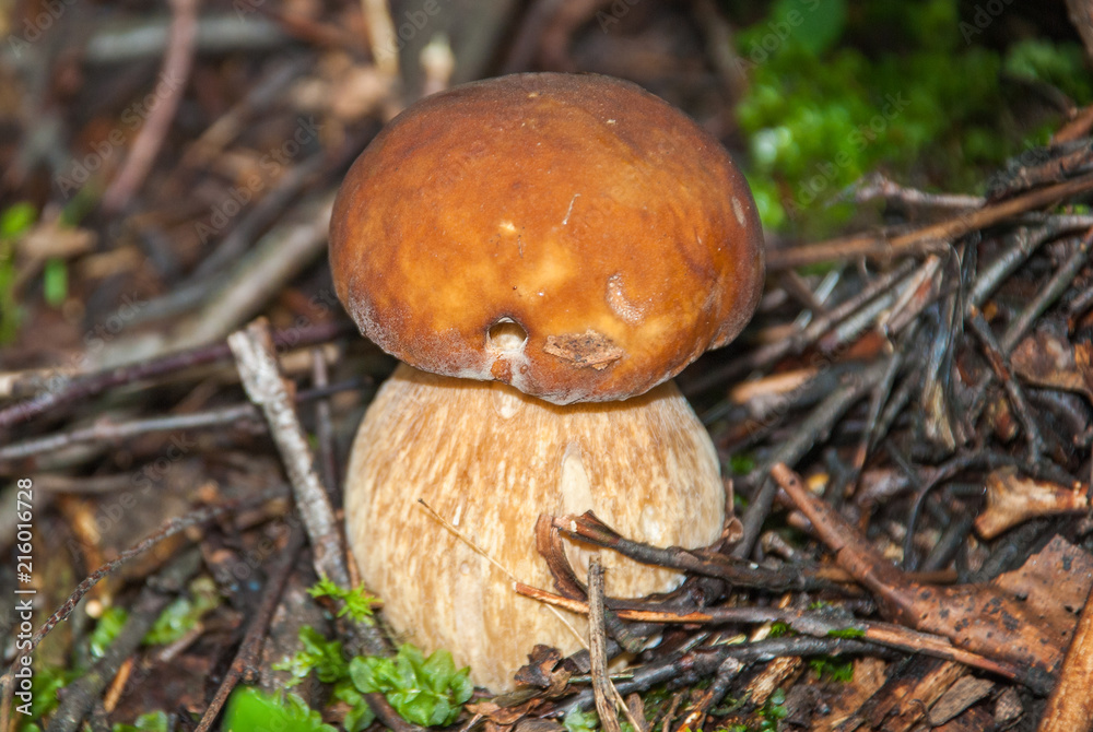 Fresh porcini mushrooms in forest. Brown boletus mushroom, greater edible mushroom Fresh porcini mushrooms in forest. Brown boletus mushroom, greater edible mushroom