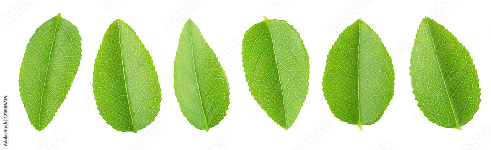 Obraz premium Bilberry leaf set isolated on a white.