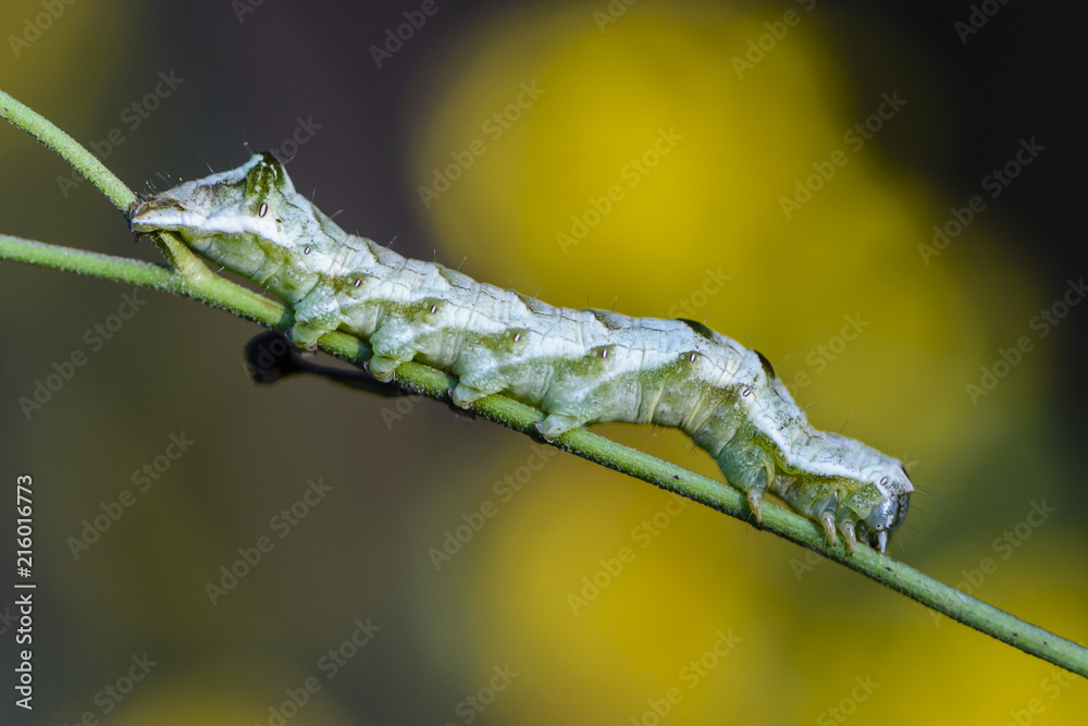A green caterpillar with a beautiful pattern