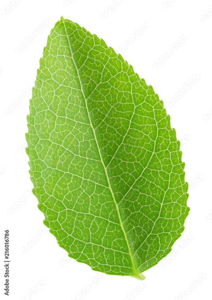 Obraz premium Bilberry leaf isolated on a white.