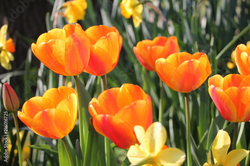 stunning bright orange tulips