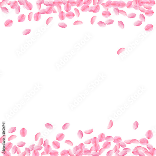 Sakura petals falling down. Romantic pink bright medium flowers. Thick flying cherry petals. Borders