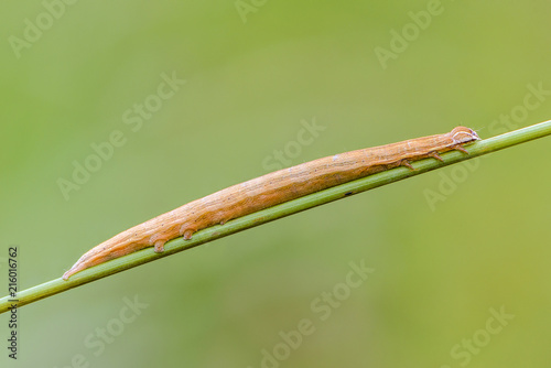 Thin and long caterpillar of orange color with a beautiful pattern