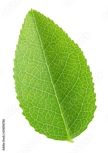 Bilberry leaf isolated on a white.