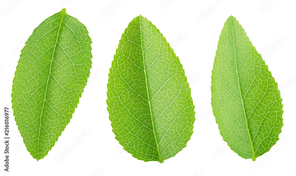 Fototapeta premium Bilberry leaf set isolated on a white.