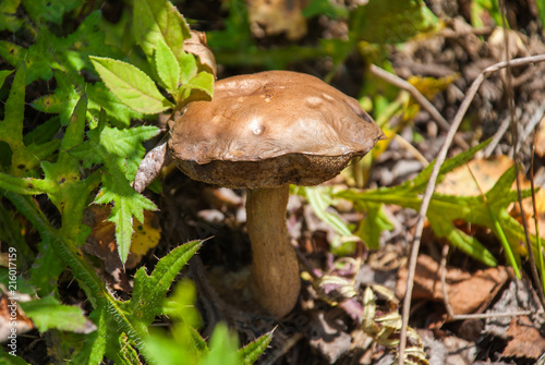 Bitter Russule mushroom