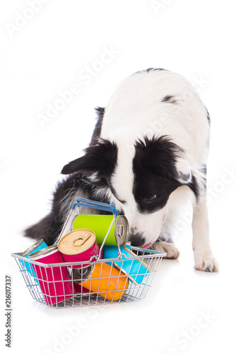 Junger Border Collie mit Einkaufskorb