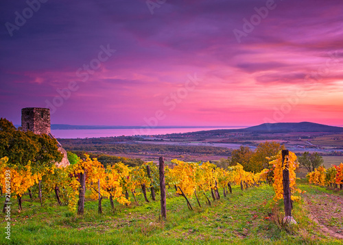 Photos Colorful sunset over vineyards at lake Balaton, Hungary