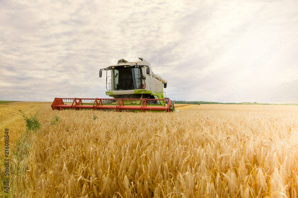 Fototapeta premium le temps des moissons