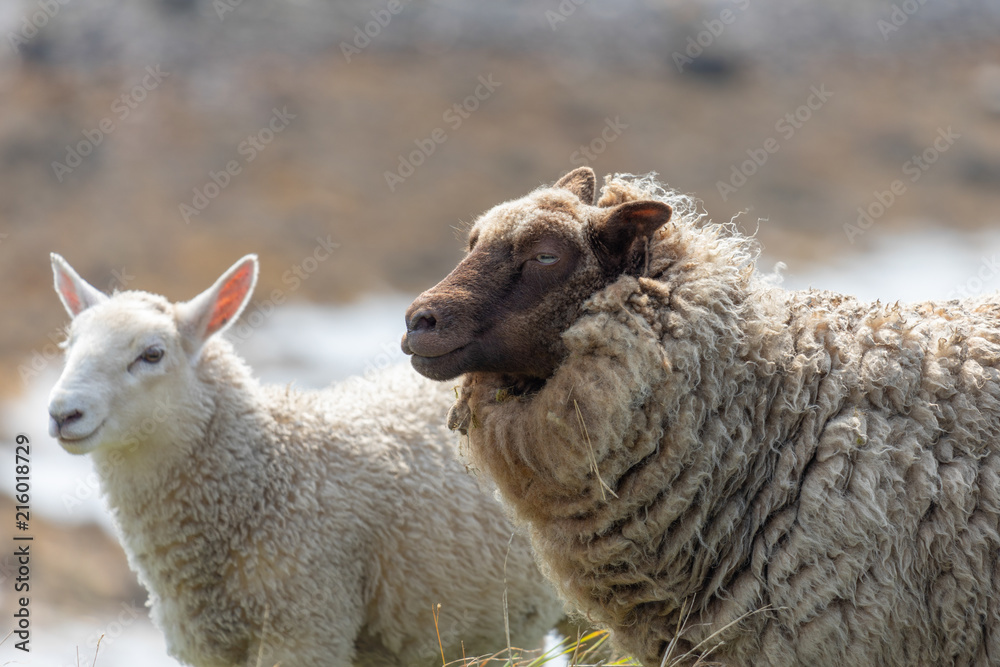 Fototapeta premium Cute Sheep