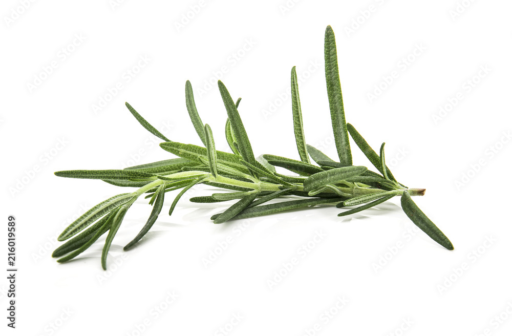 Fototapeta premium rosemary isolated on white background