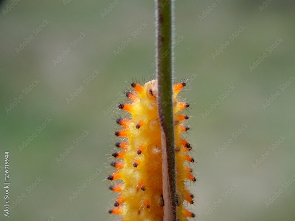 Fototapeta premium yellow caterpillar 