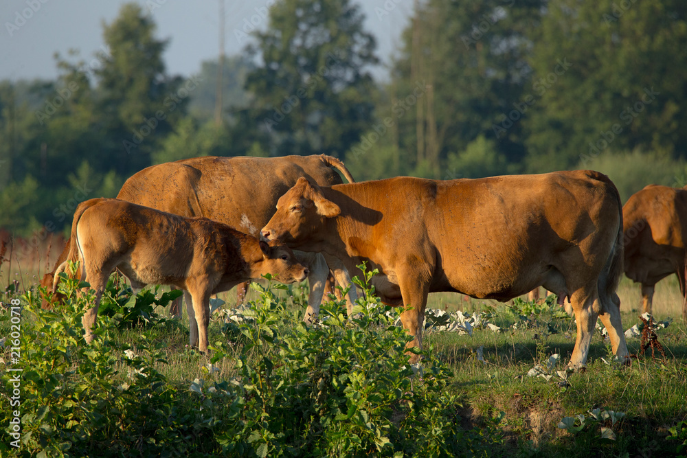 Cow with a calf resting on the bank of the river Bug