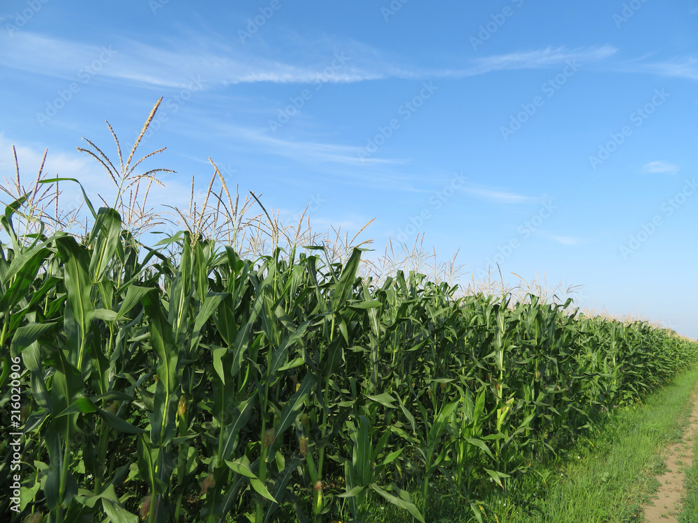 Green corn field and blue sky with clouds Green corn field and blue sky with clouds
