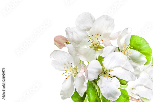 Floral wallpaper. Beautiful flowers isolated on white