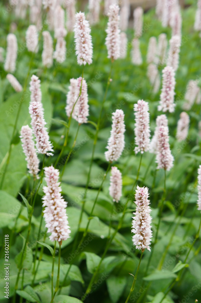 Polygonum bistorta superbum pink plant with green Polygonum bistorta superbum pink plant with green