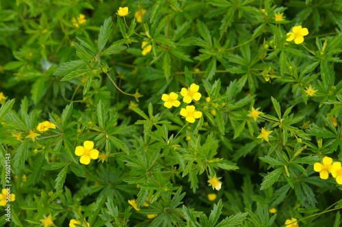 Potentilla erecta or common tormentil  green plant with yellow flowers photo