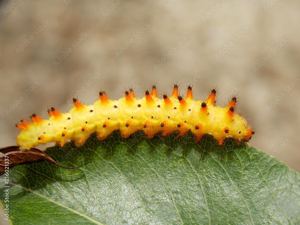Fototapeta premium yellow caterpillar on the list 