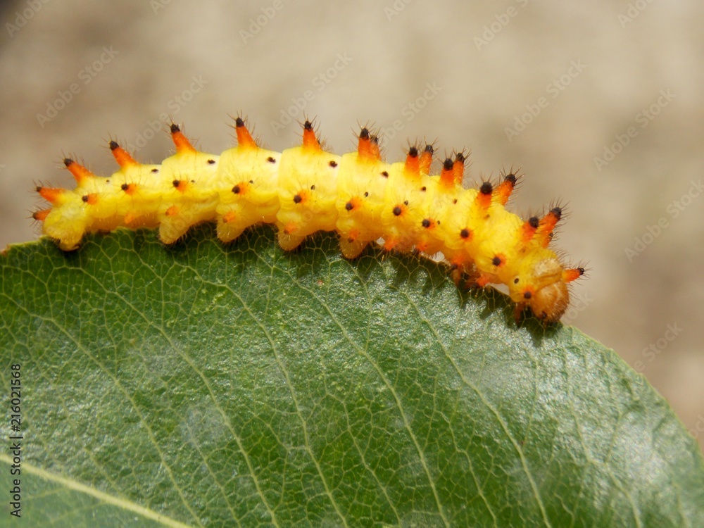 Fototapeta premium yellow caterpillar on the list 