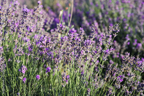 Beautiful blooming lavender in field on summer day