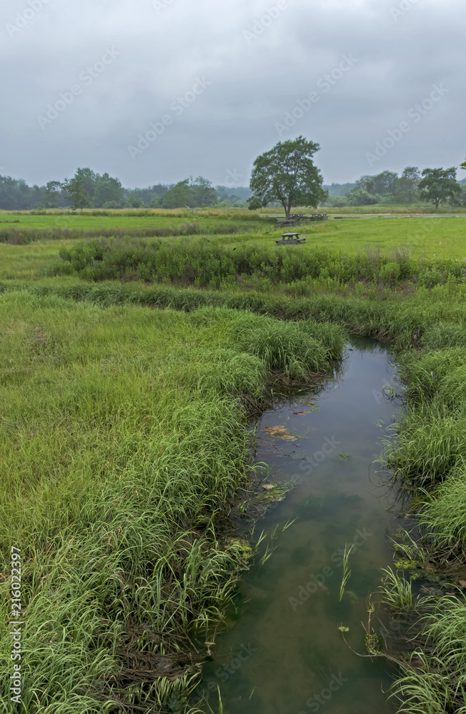 Marsh Wetland River Marsh Wetland River