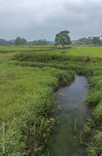 Marsh Wetland River