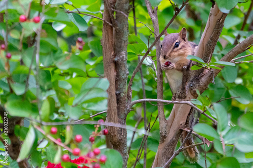Chipmunk eating a berry in a tree.