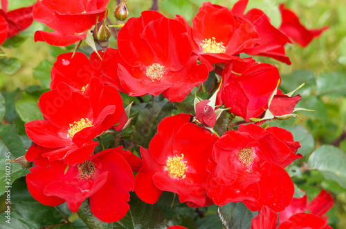 Procumbent rose or ground covering rose red flowers
