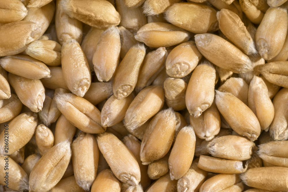 Wheat grains, top view, close-up Wheat grains, top view, close-up