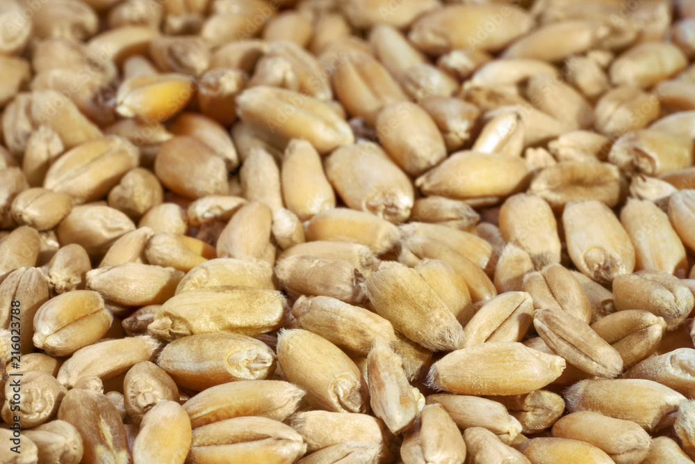 Wheat grains, close-up. Wheat grains, close-up.