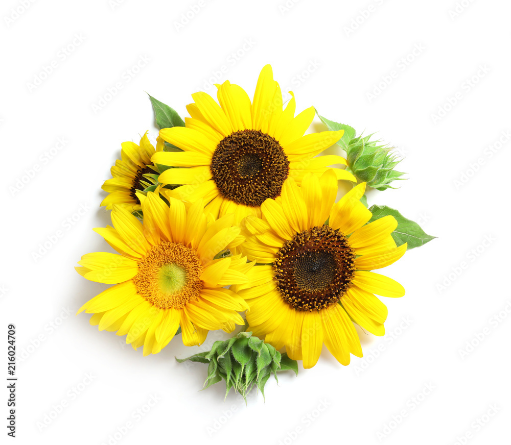 Fototapeta premium Beautiful bright sunflowers on white background
