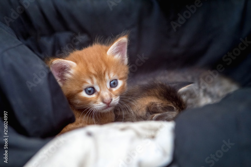 Very small beautiful red kitten