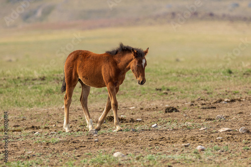 Cute Wild Horse Foal