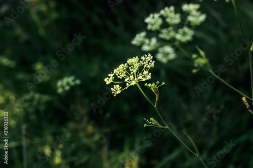 Canvas Print beautiful flower plant in grassland in sunshine, summer nature meadow