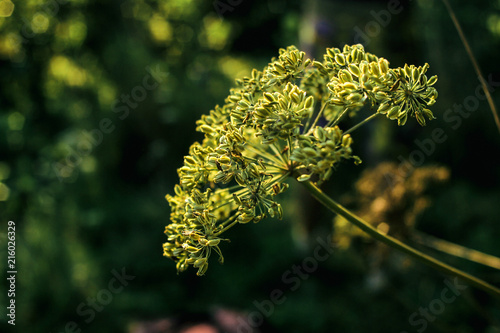 Fotografía beautiful flower plant in grassland in sunshine, summer nature meadow