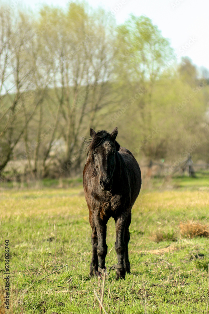 beautiful luxury black horse walking and grazing in a field, summer in country side beautiful luxury black horse walking and grazing in a field, summer in country side