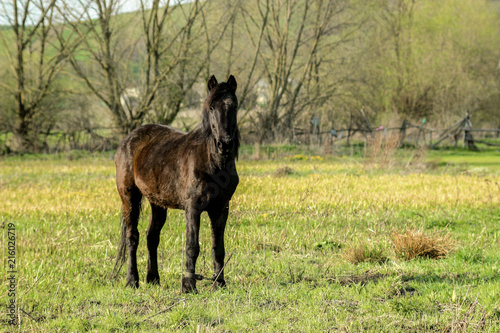 beautiful luxury black horse walking and grazing in a field, summer in country side