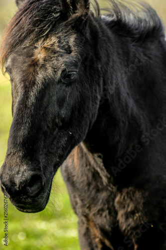 beautiful luxury black horse looking, portrait, walking in a field, summer in country side