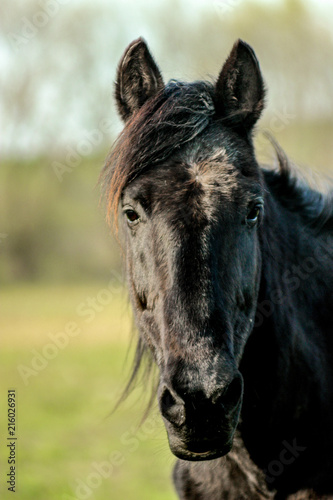 beautiful luxury black horse looking, portrait, walking in a field, summer in country side © sonyachny