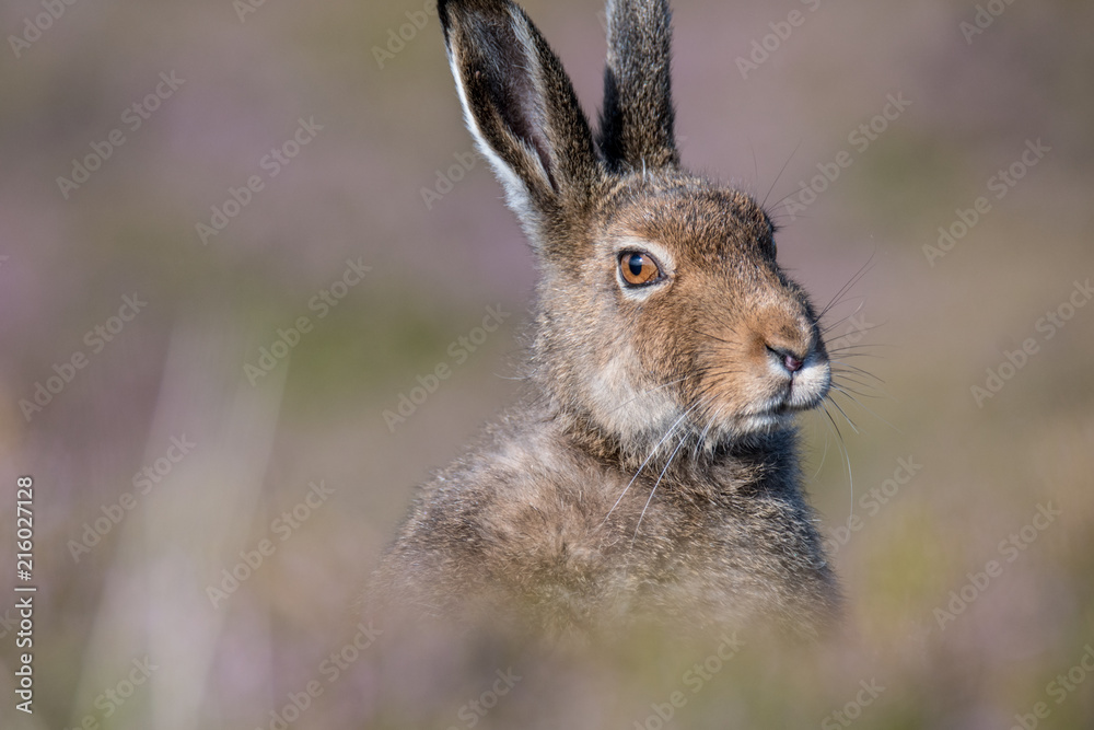 Mountain Hare (lepus timidus) sitting on a heather covered hillside in summer Mountain Hare (lepus timidus) sitting on a heather covered hillside in summer