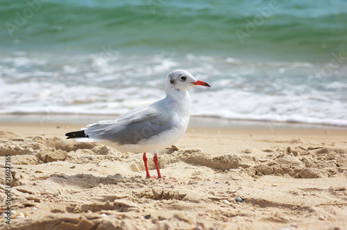 seagull on beach. Seagull on the sand