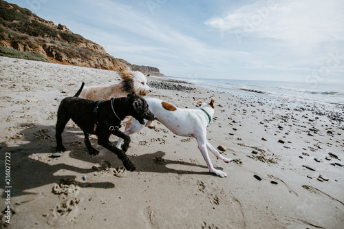 Photography Dogs playing together at an ocean beach