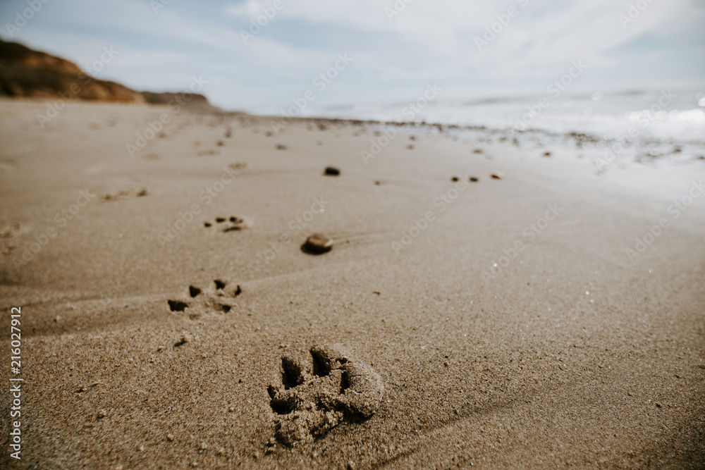 Fototapeta premium Dog Paw Prints in Ocean Sand