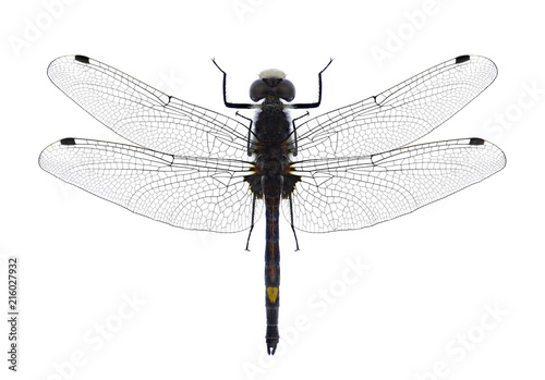 Dragonfly Leucorrhinia pectoralis on a white background