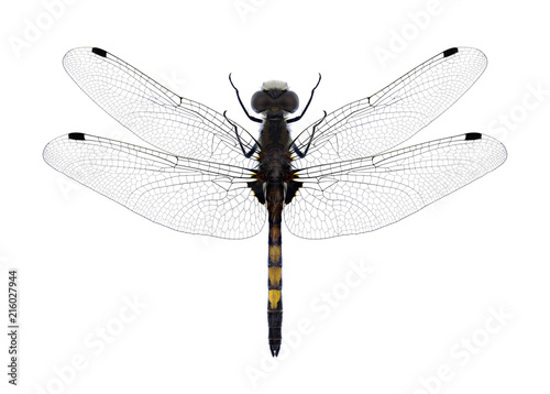 Dragonfly Leucorrhinia pectoralis on a white background