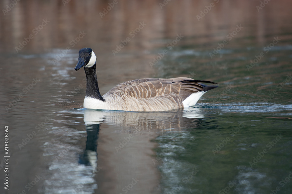 Fototapeta premium Goose swimming