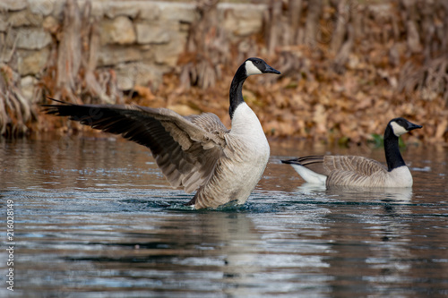 Goose flapping wings