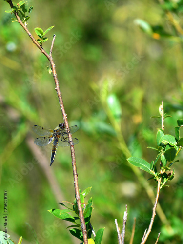 dragonfly © Ibrahim