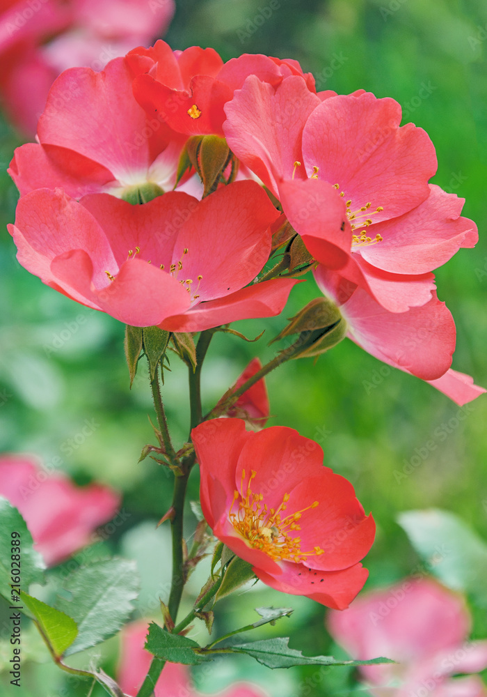 Rose flowers in St. Petersburg on a Sunny summer day. Rose flowers in St. Petersburg on a Sunny summer day.